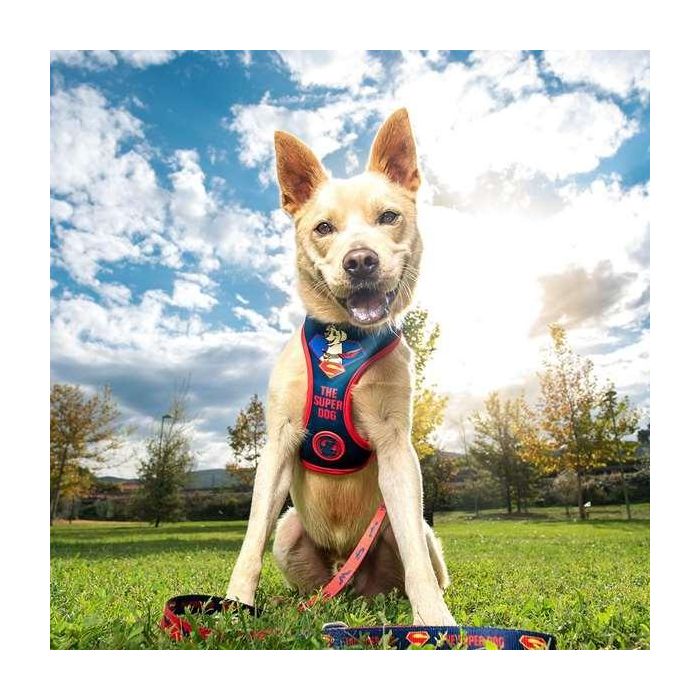 Dc Pets Arnés para perros S-M azul 5