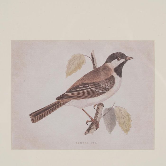 Cuadro Impresión Pájaros 2/M 43 X 2 X 53 cm