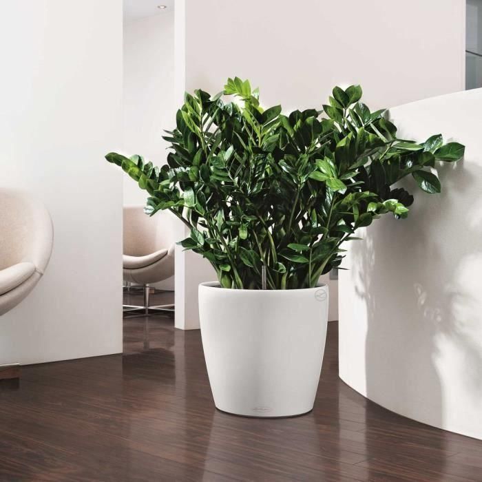 LECHUZA Jardiniere Classico Color 43 TODO EN UNO Blanco 13230 2