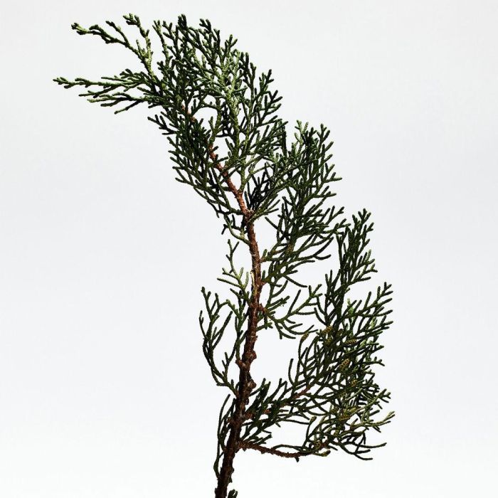 Loewe 001 man epv Eau de Parfum para Hombre 50ml 2