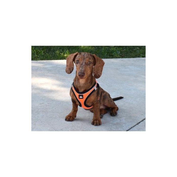 Arnés X-Trm Neo Naranja XXS 30-35 cm 1 Arnés X-Trm Neo Naranja XXS 30-35 cm 1