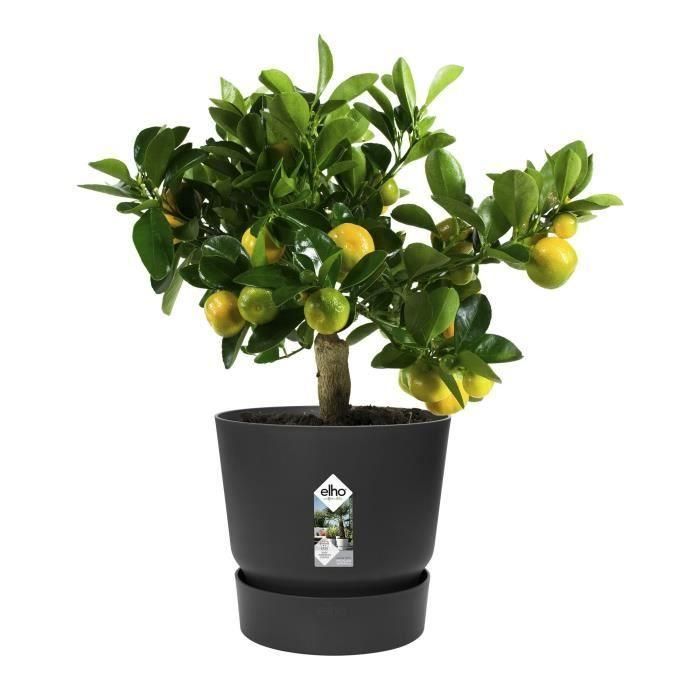 Maceta redonda ELHO Greenville 30 - Exterior - Ø 29.5 x H 27.8 cm - Negro living 4 Maceta redonda ELHO Greenville 30 - Exterior - Ø 29.5 x H 27.8 cm - Negro living 4