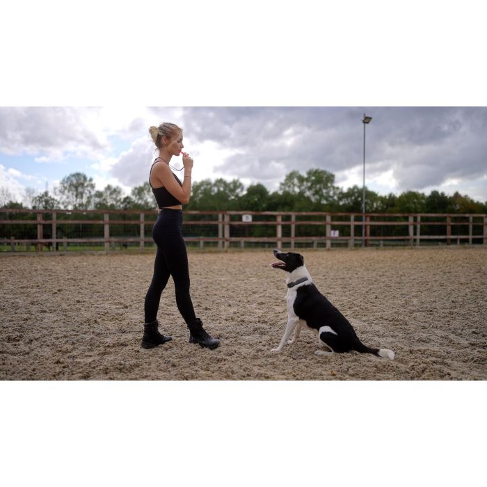 Coachi Silbato de Adiestramiento Training Coral para Perros y Cachorros - Sonido Alto y Distintivo, Ligero y Correa Reflectante 9 Coachi Silbato de Adiestramiento Training Coral para Perros y Cachorros - Sonido Alto y Distintivo, Ligero y Correa Reflectante 9