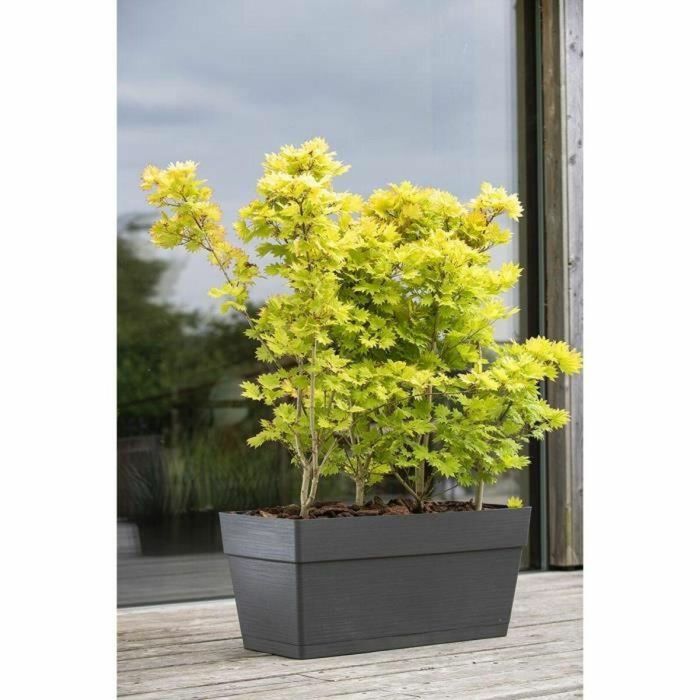 Jardinera - DEROMA - Muret Save R - 75L - 79cm - Gris oscuro 4