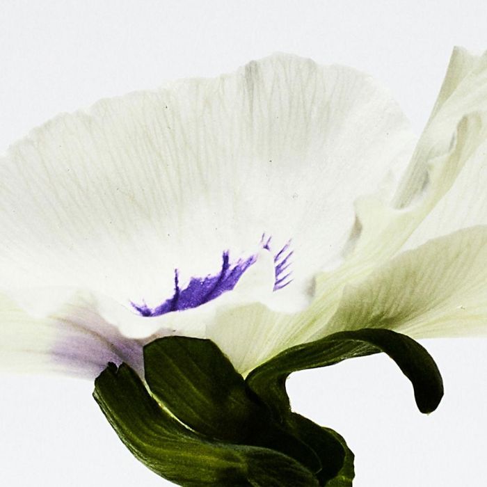 Loewe AGUA DROP EDP Vaporizador Mujer 100 ml Ámbar Frutal Amaderada