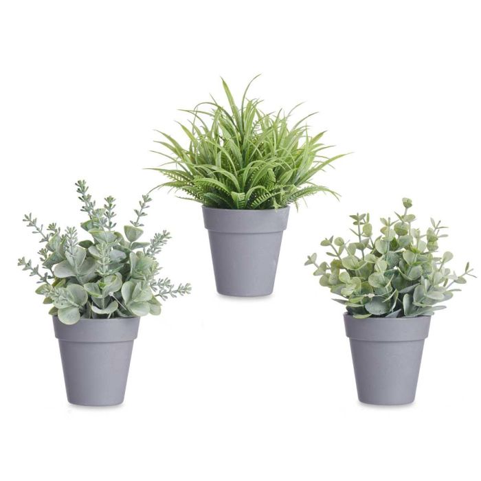 Maceta Planta Verde Surtidos Ibergarden 12X18CM (24 Unidades) 1 Maceta Planta Verde Surtidos Ibergarden 12X18CM (24 Unidades) 1