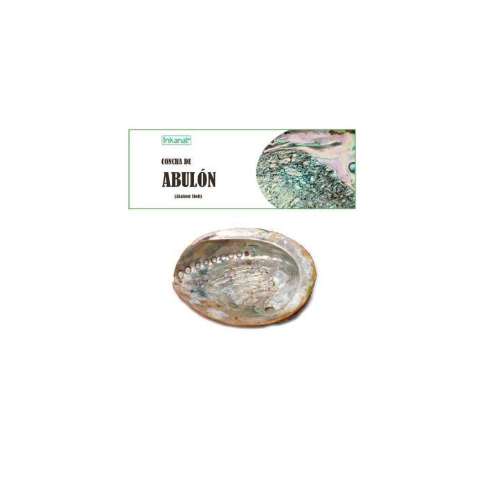 Concha De Abulon 12-14Cm 1Ud. Concha De Abulon 12-14Cm 1Ud.