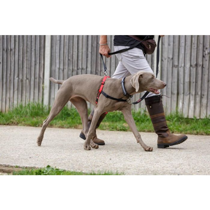 Arnés para Perro Company of Animals Halti Negro/Rojo L (80-120 cm) 5