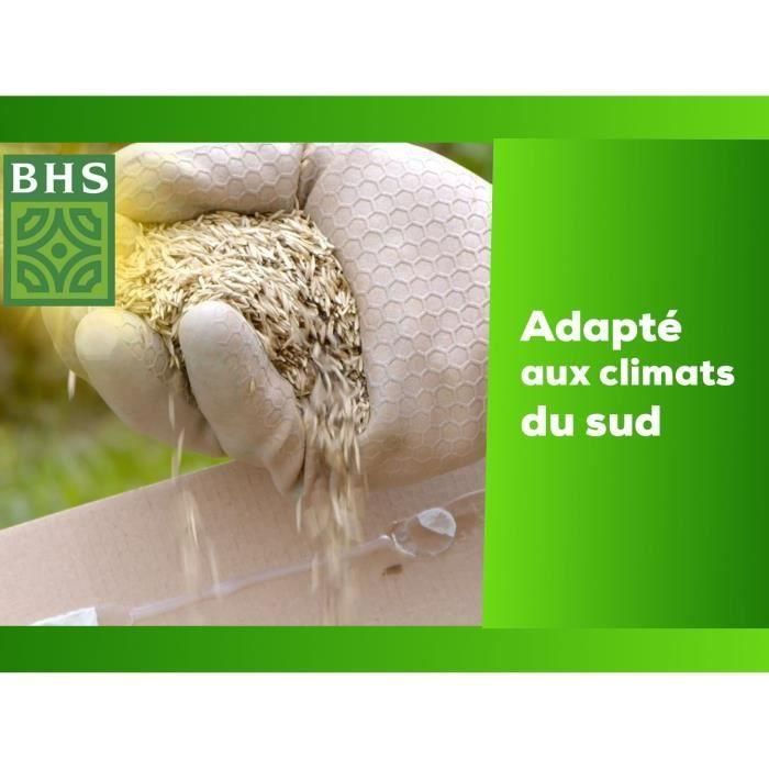 Césped - BHS - Césped Rústico Sur - 1kg, 40 m². Resistente a condiciones secas gracias a la festuca alta. Rápido y consistente. 2 Césped - BHS - Césped Rústico Sur - 1kg, 40 m². Resistente a condiciones secas gracias a la festuca alta. Rápido y consistente. 2