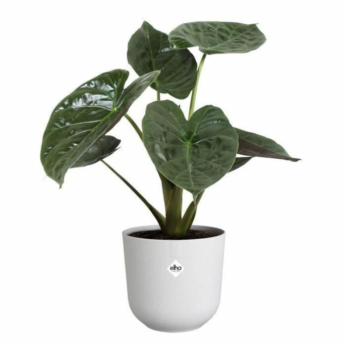 Maceta - Elho - Jazz Redonda - Blanca - L 35 x An 34,5 x Al 32 cm - Interior - 100% reciclado 1