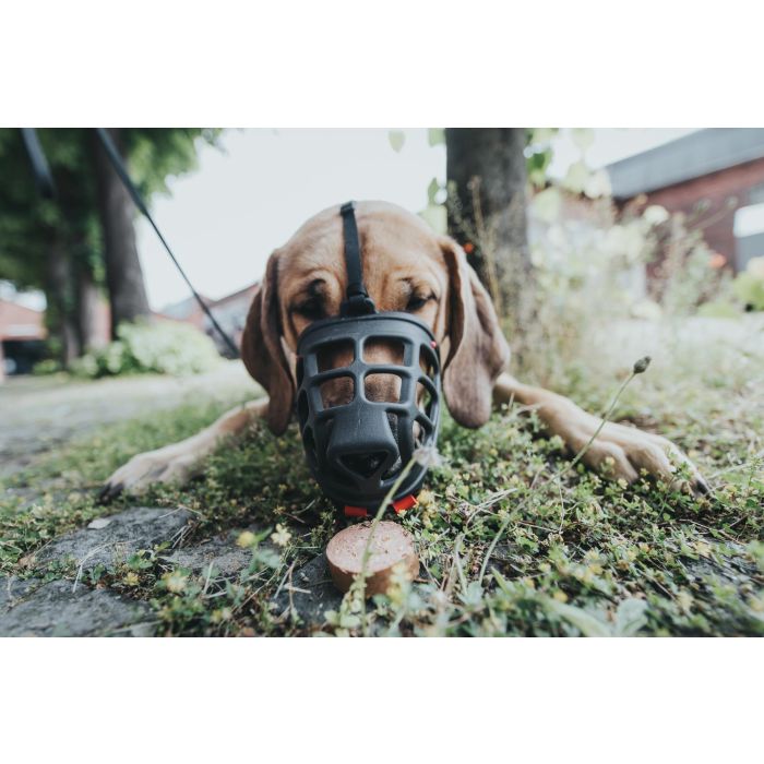 Hunter Bozal Albury 3 para Perro con Protección contra Cebos Envenenados - Medidas: Hocico Máx. 6.3cm, Cuello Máx. 62cm, Color Negro 8