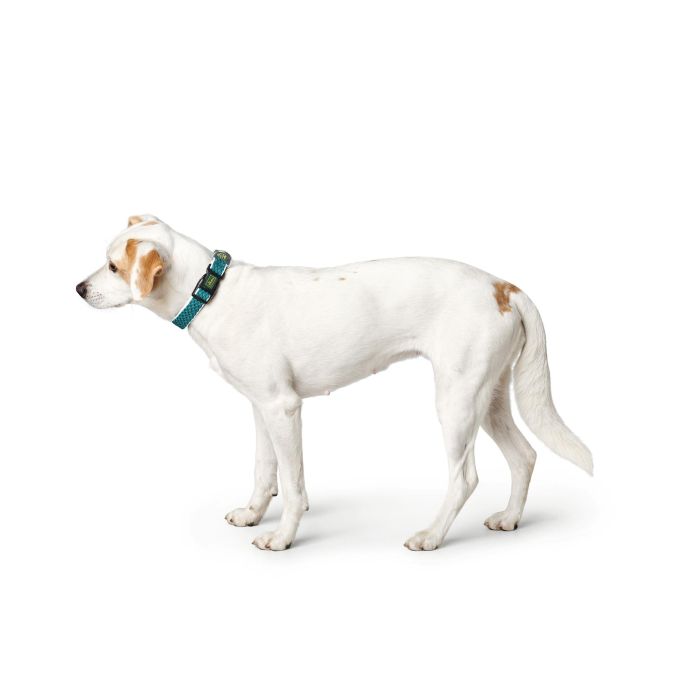 Hunter Collar Hilo Vario Basic S Turquesa para Perro, Ajustable 30-43 cm, Transpirable y Ligero con Efecto Refrescante 3