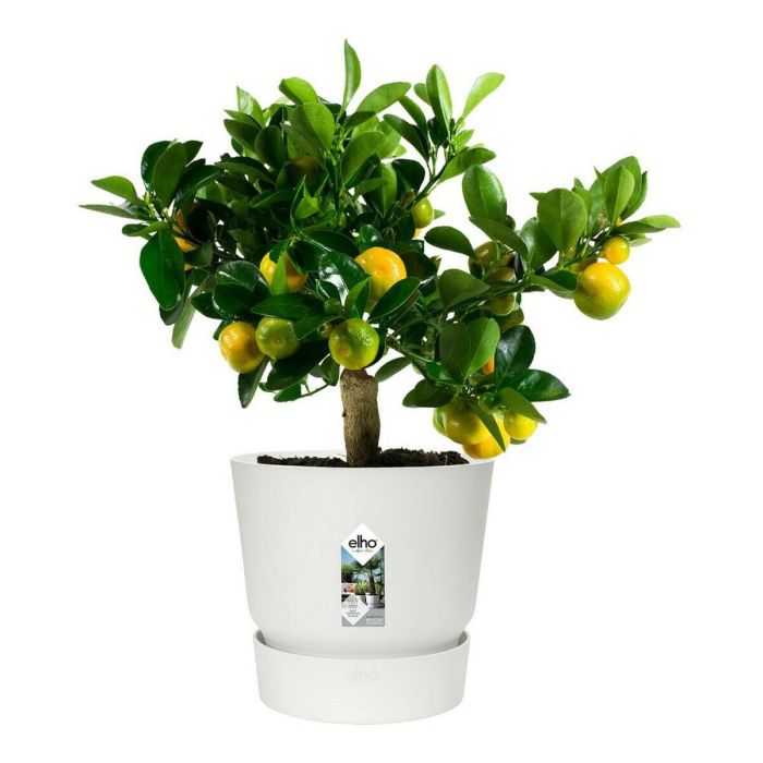 Maceta redonda ELHO Greenville 47 - Exterior - Ø 47 x H 44,1 cm - Blanco 6 Maceta redonda ELHO Greenville 47 - Exterior - Ø 47 x H 44,1 cm - Blanco 6