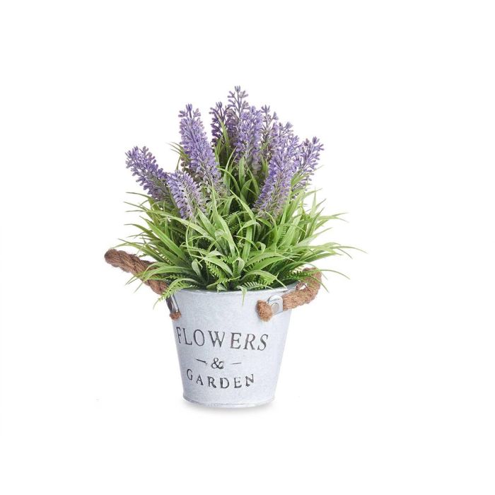 Planta Lavanda Bote Metal 25Cm Ibergarden (12 Unidades) 2 Planta Lavanda Bote Metal 25Cm Ibergarden (12 Unidades) 2