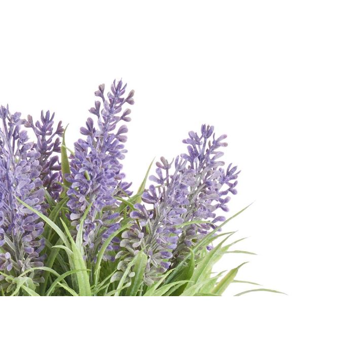 Planta Lavanda Bote Metal 22Cm Ibergarden (12 Unidades) 2 Planta Lavanda Bote Metal 22Cm Ibergarden (12 Unidades) 2