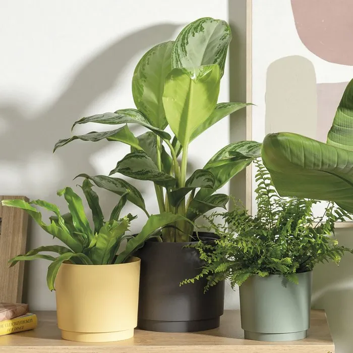 Deroma Maceta redonda 236, 13 litros, 29 cm de diámetro, color Negro