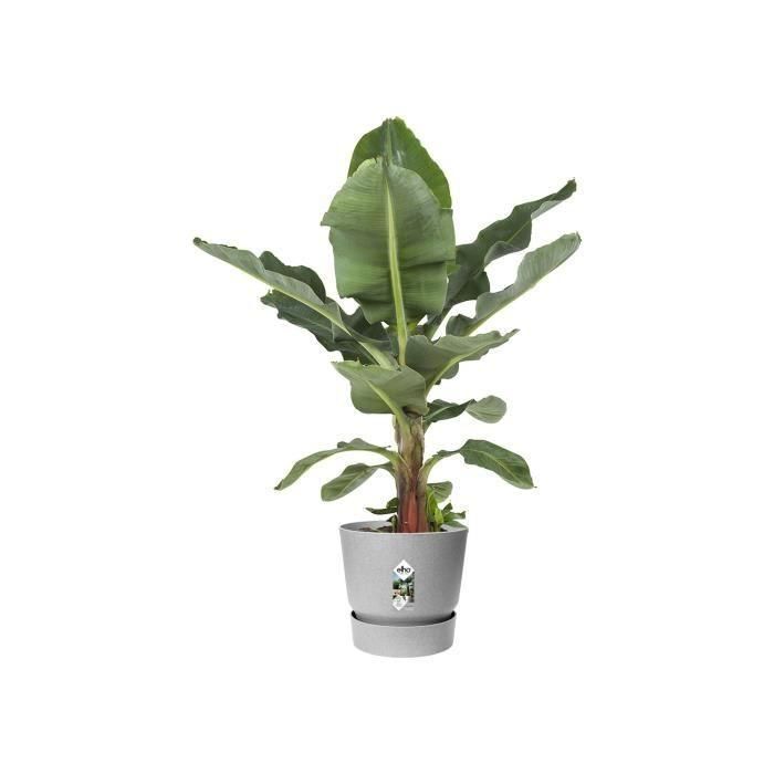 Maceta redonda ELHO Greenville 47 - Exterior - Ø 47 x H 44,1 cm - Hormigón vivo gris 4 Maceta redonda ELHO Greenville 47 - Exterior - Ø 47 x H 44,1 cm - Hormigón vivo gris 4