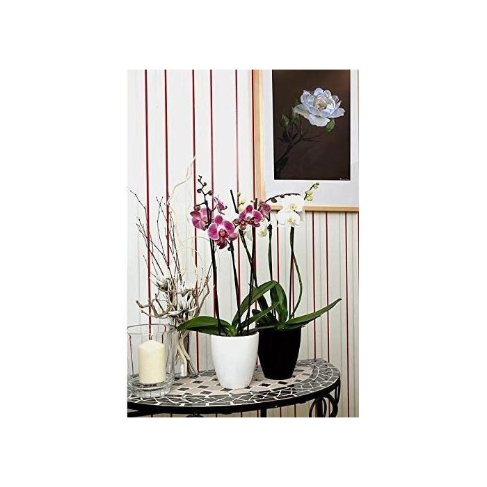Fertilizante orquídea MARRÓN ORO 250 ml 1 Fertilizante orquídea MARRÓN ORO 250 ml 1