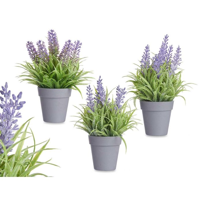 Maceta Lavanda Surtidos Ibergarden 14x21x14cm (24 Unidades) 0 Maceta Lavanda Surtidos Ibergarden 14x21x14cm (24 Unidades) 0