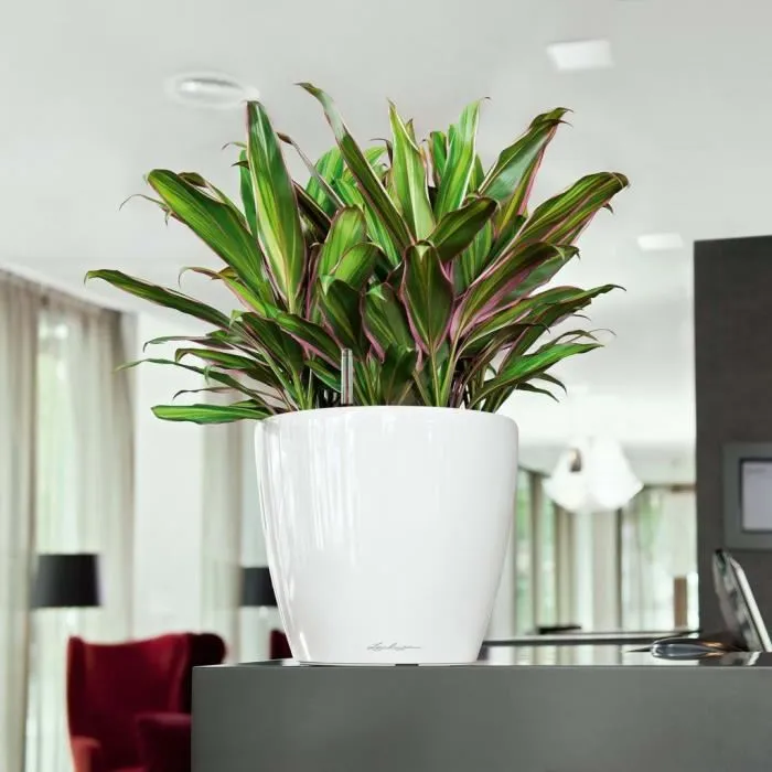 LECHUZA LEC4008789160409 Jardinera Classico Premium LS 28 Kit Completo Blanco Brillo 7 L 2