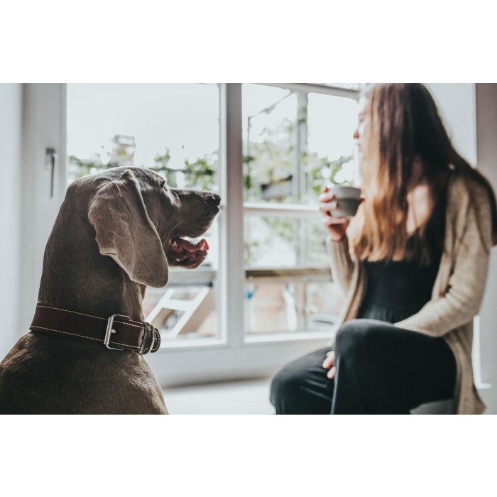 Hunter Collar Aalborg Special Piel para Perro Coñac 30-38 cm Ancho 3.5cm Costuras Contraste 5 Hunter Collar Aalborg Special Piel para Perro Coñac 30-38 cm Ancho 3.5cm Costuras Contraste 5