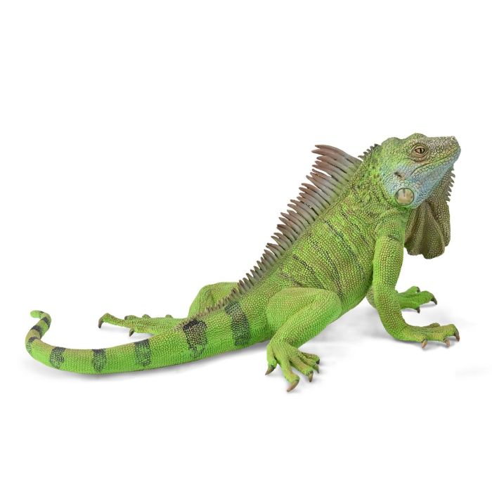 Collecta 88965 Iguana XL - Figura de Réplica Real a Escala Pintada a Mano, Reptil Detallado para Coleccionistas +3 Años