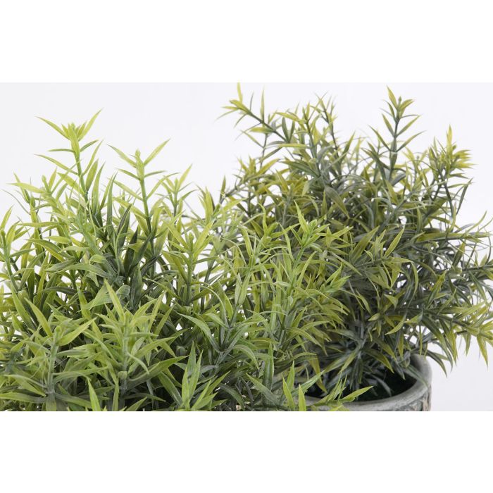Planta  DKD Home Decor Verde Verde Musgo 12 x 25 x 12 cm (12 Unidades) 2