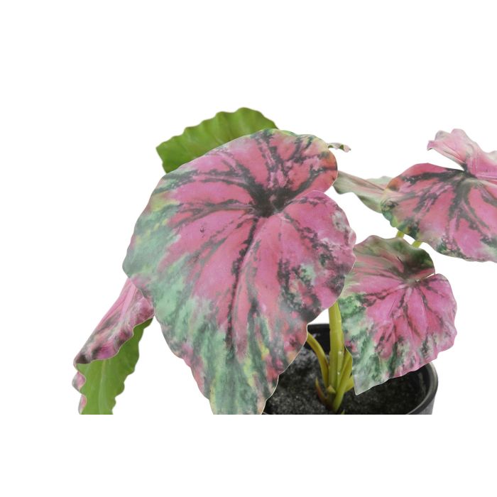 Planta  DKD Home Decor Verde Rosa 10 x 22 x 10 cm (12 Unidades) 1