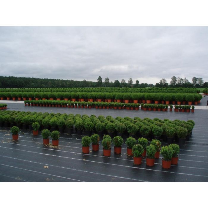Malla antihierba 100 gr/m² 2 x 25 m color verde 1 Malla antihierba 100 gr/m² 2 x 25 m color verde 1
