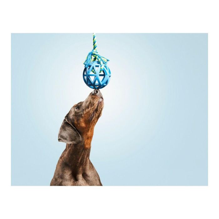 Gloria Bola Rejilla Goma Resistente para Perros con Cuerda - Juguete de Lanzamiento y Premios 9 cm Diámetro x 30 cm Cuerda Colores Surtidos 1 Gloria Bola Rejilla Goma Resistente para Perros con Cuerda - Juguete de Lanzamiento y Premios 9 cm Diámetro x 30 cm Cuerda Colores Surtidos 1