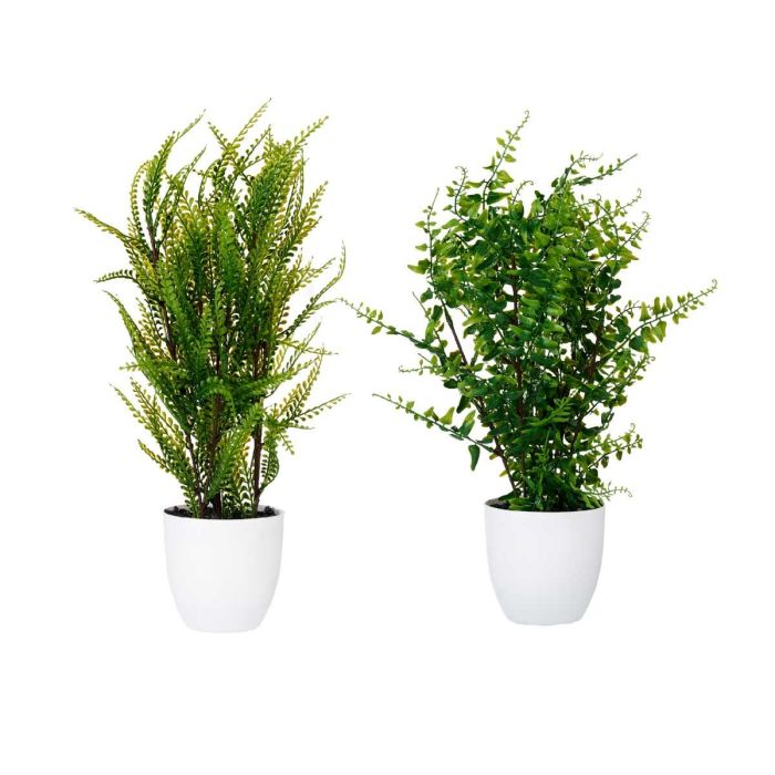 Maceta Planta Helechos Verdes Surtidos Ibergarden 20X53CM (6 Unidades) 1 Maceta Planta Helechos Verdes Surtidos Ibergarden 20X53CM (6 Unidades) 1