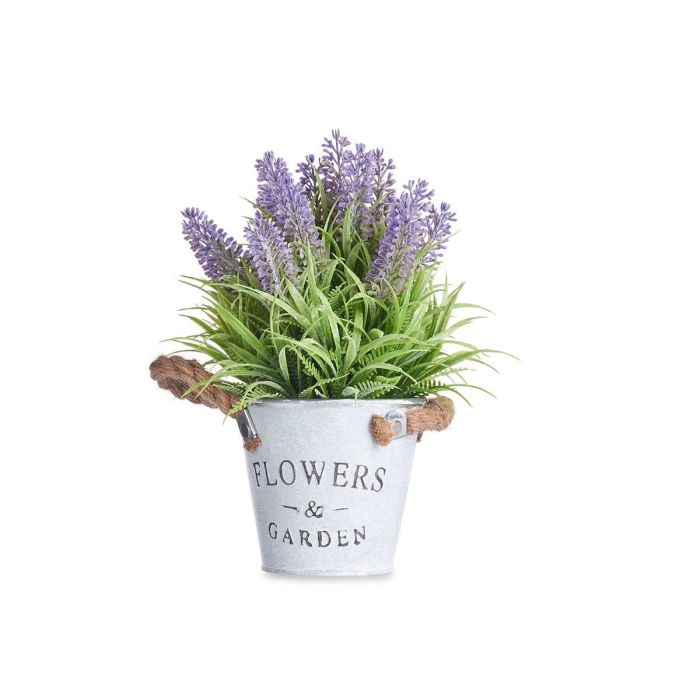 Planta Lavanda Bote Metal 25Cm Ibergarden (12 Unidades) 1 Planta Lavanda Bote Metal 25Cm Ibergarden (12 Unidades) 1