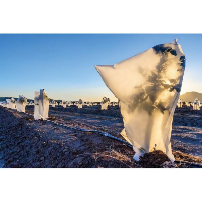 Biotop Capuchas de Protección para Plantas Ø1,5 x 1,8 m, 2 Unidades con Tratamiento UV 1