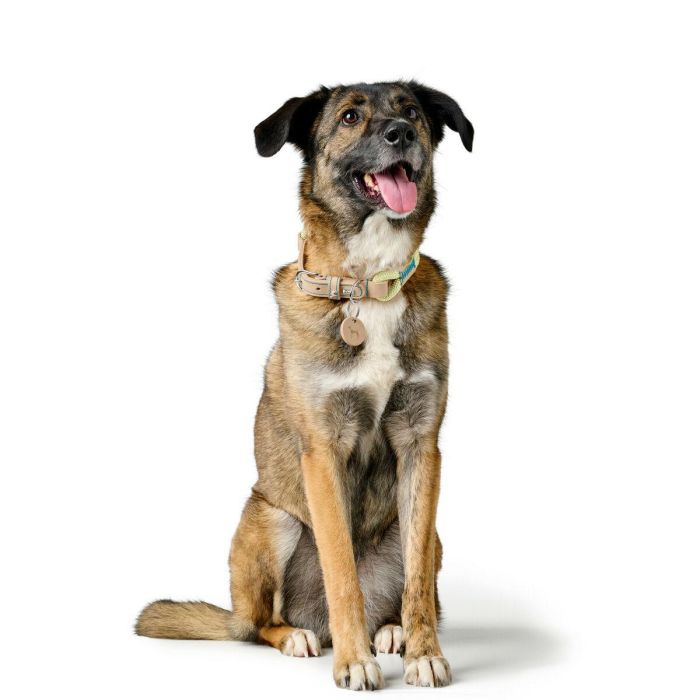 Collar para Perro Hunter Malia Verde S/M 35-44 cm 2 Collar para Perro Hunter Malia Verde S/M 35-44 cm 2