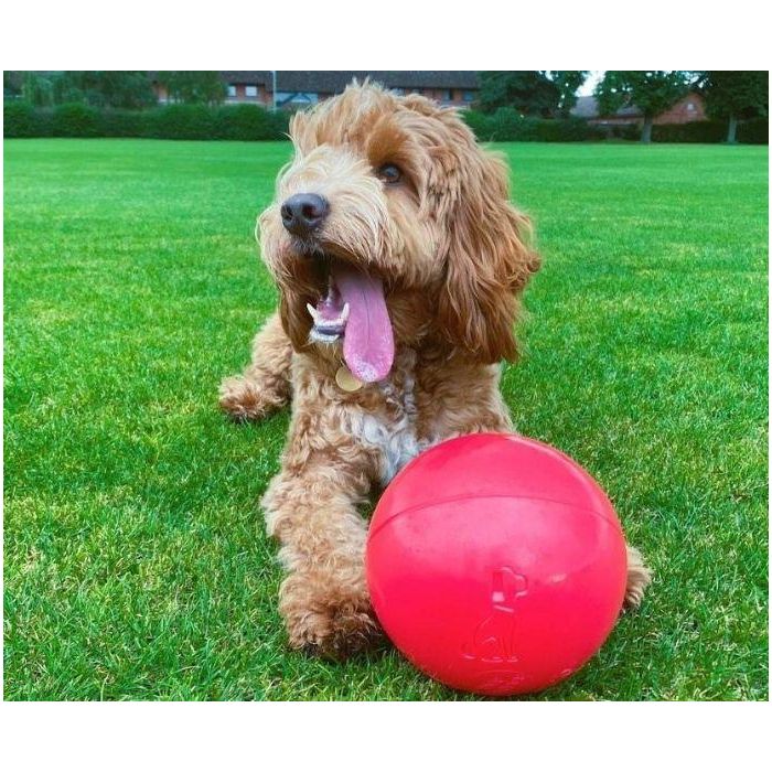 Company Of Animals Boomer Ball 20 cm - Pelota de Polietileno Súper Resistente para Perros Destructores, Juego y Ejercicio 2 Company Of Animals Boomer Ball 20 cm - Pelota de Polietileno Súper Resistente para Perros Destructores, Juego y Ejercicio 2