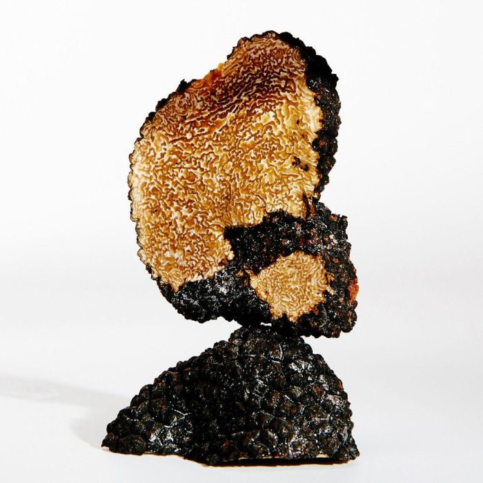 Loewe Earth Edp 100 mL Vaporizador Eau de Parfum Floral Amaderado Almizclado para Mujer 2