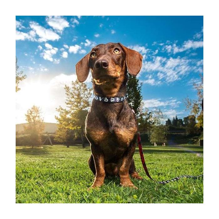 Cerdá T4M:M/L Collar Premium para Perros Mickey Negro Talla M-L 3