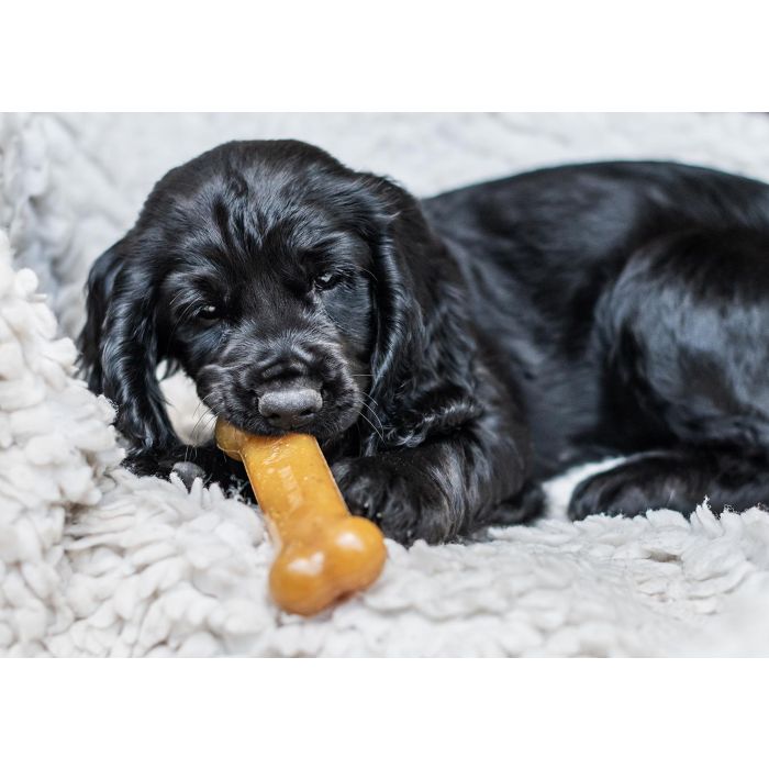 Nylabone Hueso Mordedor Suave para Cachorros, Ayuda Dentición y Limpieza Dental, Sabor Pollo Natural, Talla M 1 Nylabone Hueso Mordedor Suave para Cachorros, Ayuda Dentición y Limpieza Dental, Sabor Pollo Natural, Talla M 1