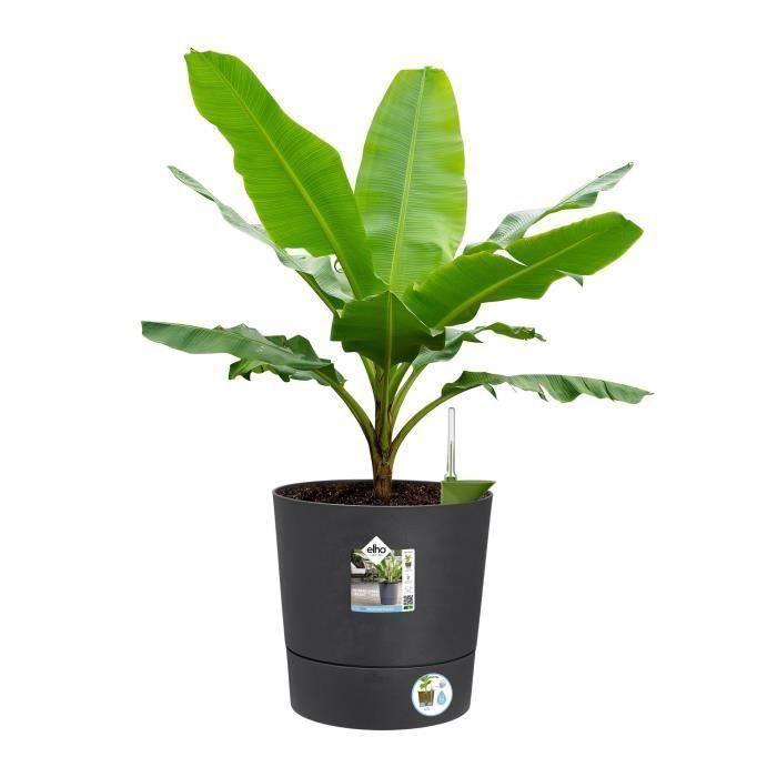 ELHO - Maceta - Greensense Aqua Care Round 35 - Gris carbón - Interior/exterior - Ø 34,5 x H 34,1 cm 2 ELHO - Maceta - Greensense Aqua Care Round 35 - Gris carbón - Interior/exterior - Ø 34,5 x H 34,1 cm 2
