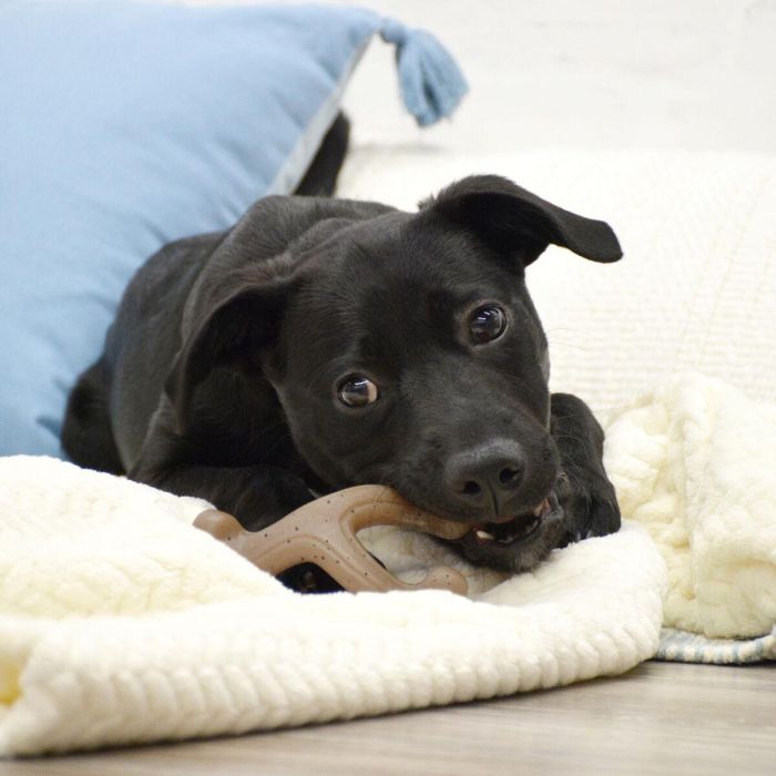 Nylabone Hueso Masticable Puppy Wishbone Sabor Cacahuete Talla S para Masticadores Fuertes, Perros Pequeños (hasta 11 kg), Nylon No Comestible 1 Nylabone Hueso Masticable Puppy Wishbone Sabor Cacahuete Talla S para Masticadores Fuertes, Perros Pequeños (hasta 11 kg), Nylon No Comestible 1