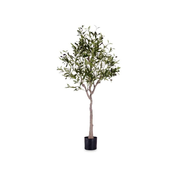 Olivo en Maceta 130 cm - Ibergarden, Verde, Maceta 15x15x13 cm 1 Olivo en Maceta 130 cm - Ibergarden, Verde, Maceta 15x15x13 cm 1
