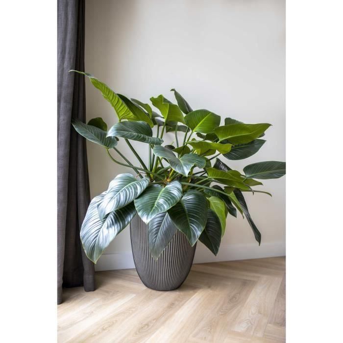 Florero bajo elegante - CAPI EUROPE - GROOVE NL - 34 x 46 cm - Antracita 1 Florero bajo elegante - CAPI EUROPE - GROOVE NL - 34 x 46 cm - Antracita 1