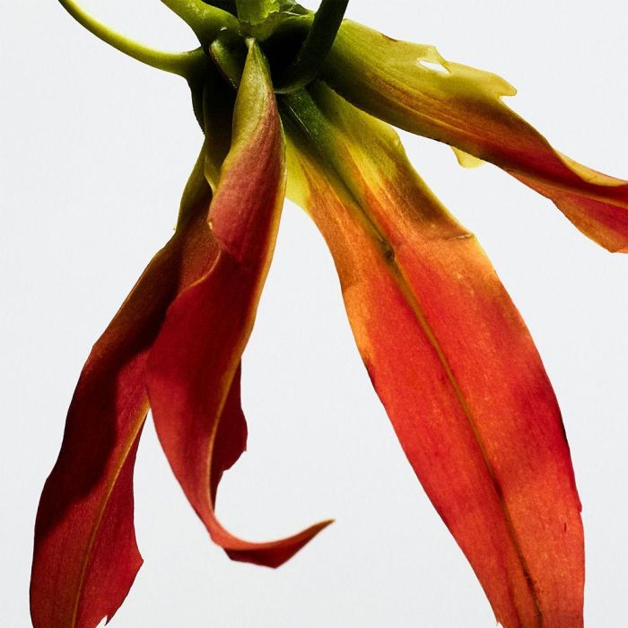 Loewe Paula's Ibiza Eclectic Eau de Toilette Vaporizador 100 ml 2