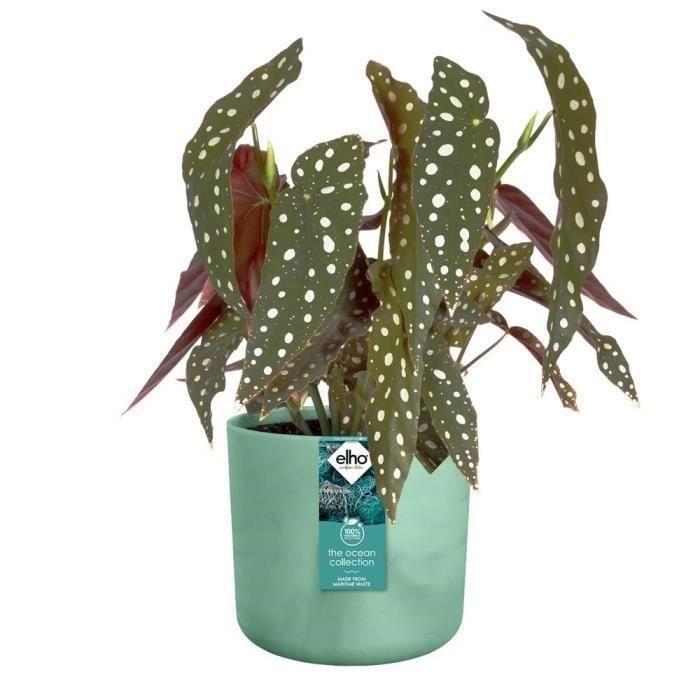 ELHO The Ocean Collection Maceta redonda 22 - Verde - Ø 22 x H 20 cm - interior - 100% reciclado 3 ELHO The Ocean Collection Maceta redonda 22 - Verde - Ø 22 x H 20 cm - interior - 100% reciclado 3