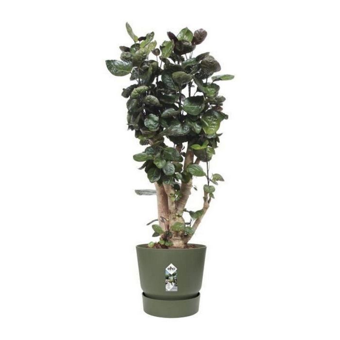 Elho Greenville 40 Macetero Redondo Exterior Ø 39 x H 36,8 cm Verde hoja, Plástico 100% Reciclado, Resistente a Heladas con Depósito de Agua 2 Elho Greenville 40 Macetero Redondo Exterior Ø 39 x H 36,8 cm Verde hoja, Plástico 100% Reciclado, Resistente a Heladas con Depósito de Agua 2