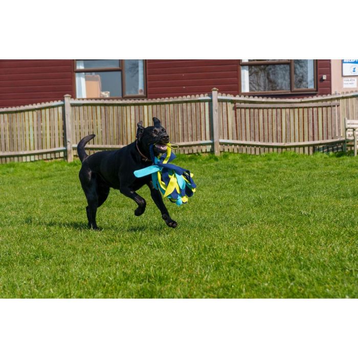 Coachi Tuggi Spider Juguete para Perros y Cachorros de Adiestramiento y Recompensa, Resistente para Tirar y Evitar Mordiscos Azul-Lima-Azul Claro 4