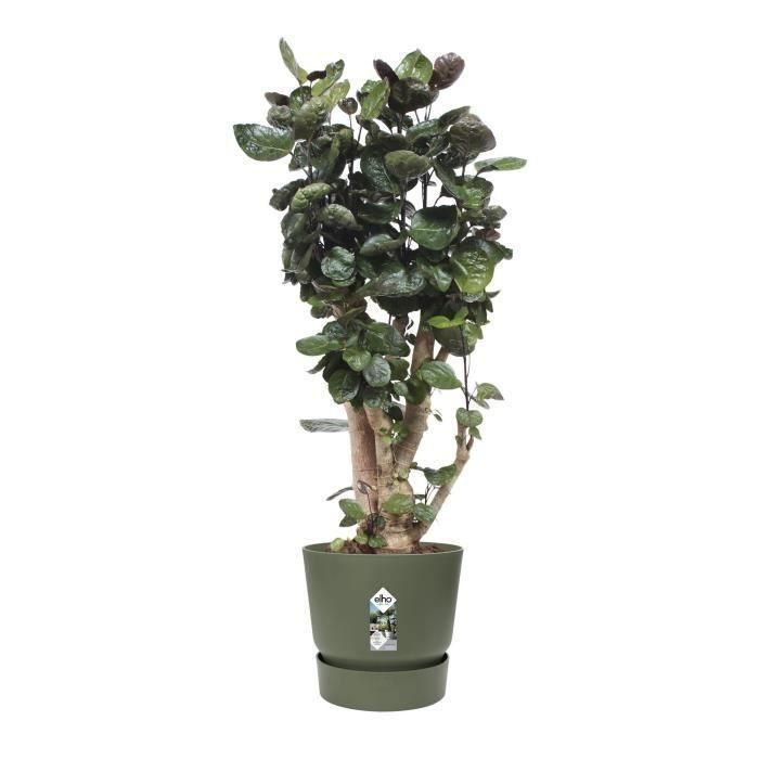 Elho Greenville 40 Macetero Redondo Exterior Ø 39 x H 36,8 cm Verde hoja, Plástico 100% Reciclado, Resistente a Heladas con Depósito de Agua 4 Elho Greenville 40 Macetero Redondo Exterior Ø 39 x H 36,8 cm Verde hoja, Plástico 100% Reciclado, Resistente a Heladas con Depósito de Agua 4
