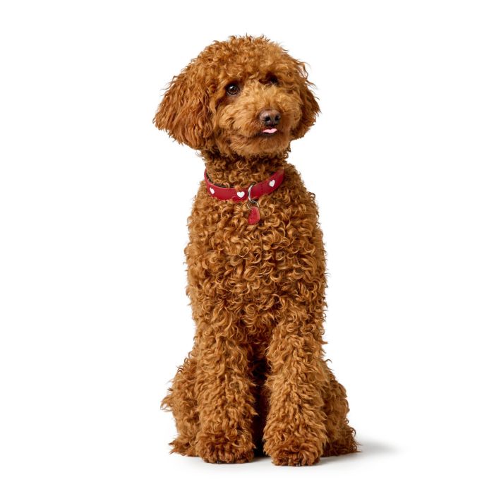 Collar para Perro Hunter Love M 41-49 cm Rojo 1 Collar para Perro Hunter Love M 41-49 cm Rojo 1