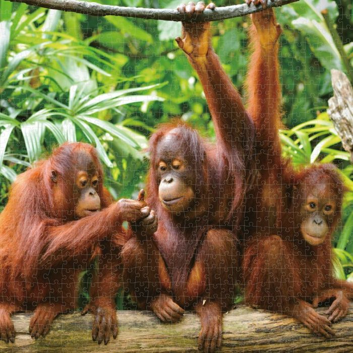 Puzzle Colorbaby Orangutan 6 Unidades 68 x 50 x 0,1 cm 3