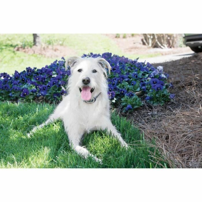 Petsafe LITE 600m - Sistema de Entrenamiento para Perros con Estimulación, Vibración, Sonido, Recargable e Impermeable 4 Petsafe LITE 600m - Sistema de Entrenamiento para Perros con Estimulación, Vibración, Sonido, Recargable e Impermeable 4